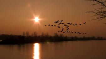 birds in the sunset