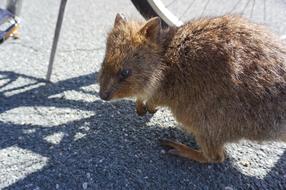 Quokkas Perth Rottnest Island