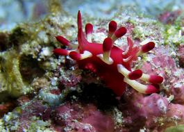 Nudibranch Underwater Fauna