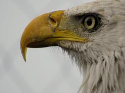 Eagle Bird Zoo