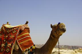 Camel Mammal Travel