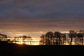 Trees Silhouette Evening