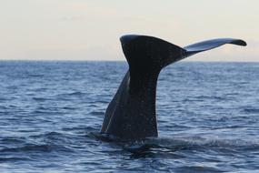 Whale Sperm Dive