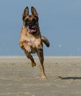Malinois Running Dog On Beach