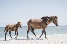 Brown Horses Animals walking on beach