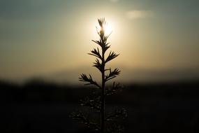 Sunset Nature Sky