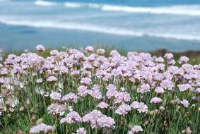 Pink Flowers Flower Spring