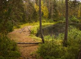 Forest Beach Landscape