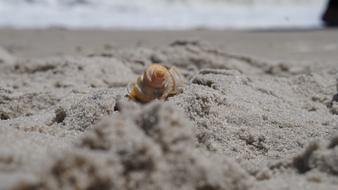 Sand Nature Beach