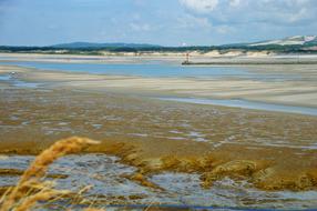 resort beach in seaweed