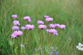 Nature Flower Plant Spring