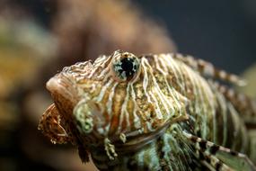 Fish Marine Nature Sea