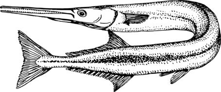 animal fish garfish ocean sea