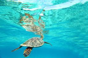 sea turtle swimming underwater