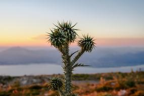 Close up photo of a cactus at sunset