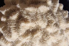 Brain Coral Hard Corals Skeletal