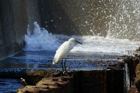 Animal Sea River