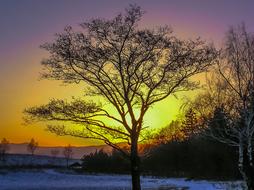 Tree Sunset