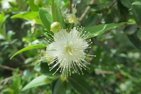 Nature Flower Fruit