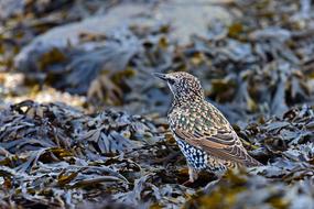 Star Bladderwrack North