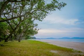 Sea Beach Tree