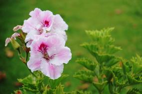 Flower Fresh Green