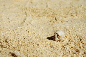 Cancer Shell Beach