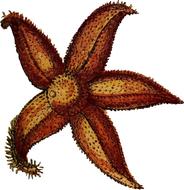 animal echinoderm ocean sea star