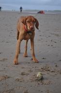brown dog on the beach