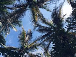Palm Trees against Blue Sky
