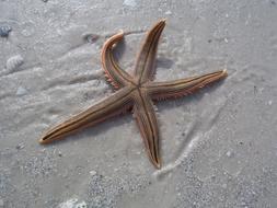 Starfish Beach Sand