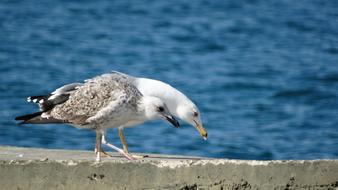 Sea Bird Water