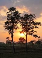 Tree at evening Sunset