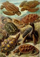 Turtles Leatherback Sea Turtle