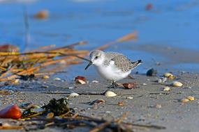 Sanderling North Sea