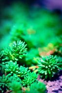 Green sea corals