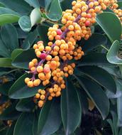 Sea Buckthorn Fruits Yellow Fruit