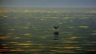 bird Fly over Lake Water