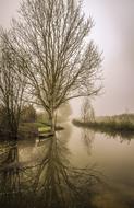 Fog Tree Nature