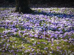 Crocus Garden Flowers Early Left