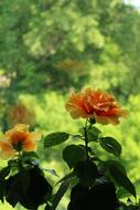 Hibiscus Summer Bloom