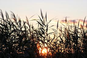 Cane Evening Sunset