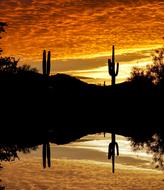 Cactus Sunset Sky