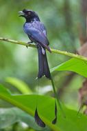 Racquet Tailed Drongo Thailand