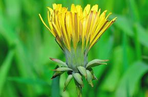 Natural yellow Flower