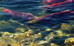 Sockeye Salmon Adams River