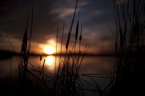 macro view of coast reed at sunlight