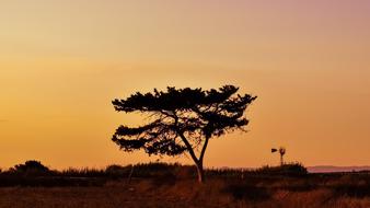 Tree Sunset Landscape