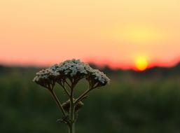 Sunset Flowers Summer