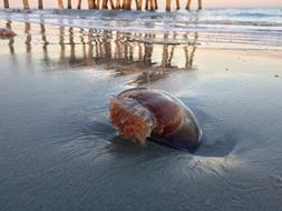 Beach Ocean Sand Jellyfish